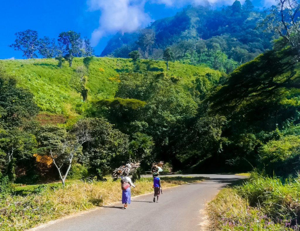 Women descend Zomba Mountain with bundles of firewood on heads Energy