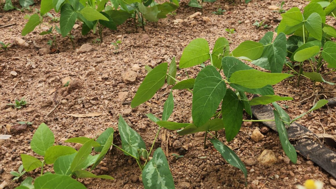 Mucuna: Nigeria’s Climate-Smart Crop for Soil Restoration and Agricultural Resilience